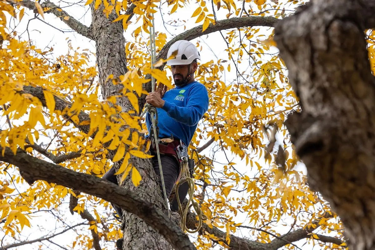 Skilled Tree Trimming crew working in Edgewood